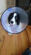 The cone of shame